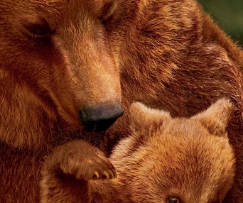 Affiche du film Grizzlis