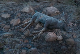 Image du film Festin boréal
