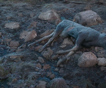 Image du film Festin boréal