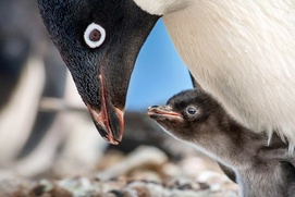 Une scène du film Penguins