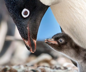 Une scène du film Penguins