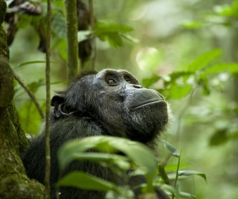 Une scène du film Chimpanzee