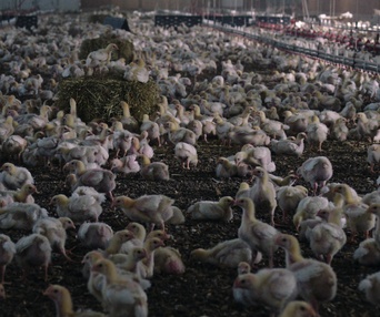 Une scène du film Poisoned: The Dirty Truth About Your Food
