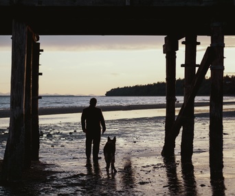 Image du film Chien blanc