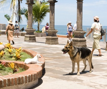 Scène du film Beverly Hills Chihuahua