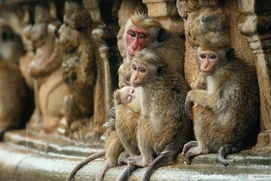Une scène du film Monkey Kingdom Une scène du film Monkey Kingdom