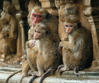 Une scène du film Monkey Kingdom
