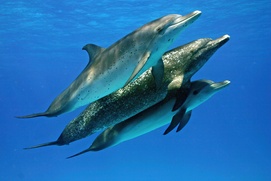 Scène du film Dauphins et baleines 3D