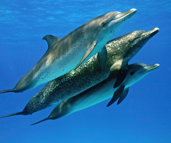 Scène du film Dauphins et baleines 3D