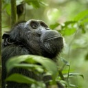 Une scène du film Chimpanzee