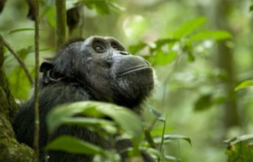 Une scène du film Chimpanzee