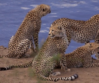 Une scène du film African Cats
