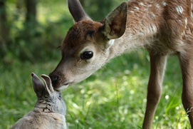 Image du film Bambi, l'histoire d'une vie dans les bois Image du film Bambi, l'histoire d'une vie dans les bois