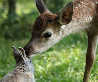 Image du film Bambi, l'histoire d'une vie dans les bois