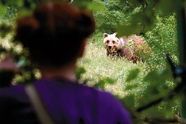 Scène du film Le renard et l'enfant