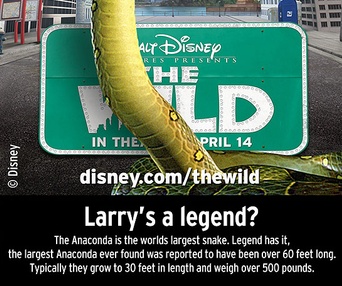 Affiche du film The Wild