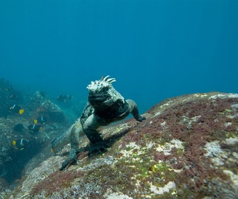 Une scène du film Oceans