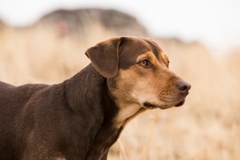 Une scène du film A Dog's Way Home