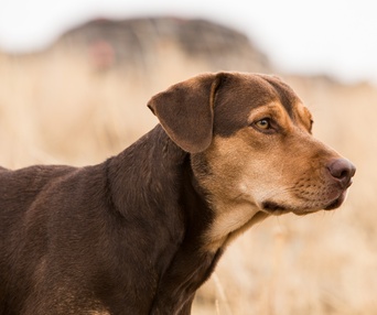 Une scène du film A Dog's Way Home