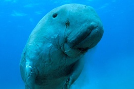 Une scène du film Oceans Une scène du film Oceans