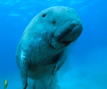 Une scène du film Oceans