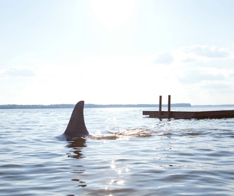 Une scène du film Shark Night 3D