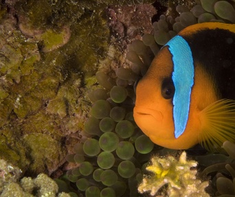 Une scène du film Oceans