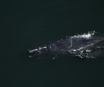 Une scène du film Last of the Right Whales