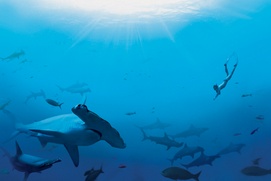 Scène du film Sharkwater