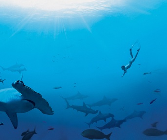 Scène du film Sharkwater