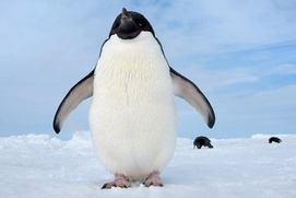 Une scène du film Penguins