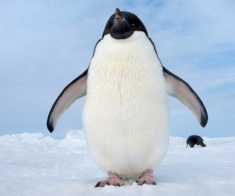 Une scène du film Penguins