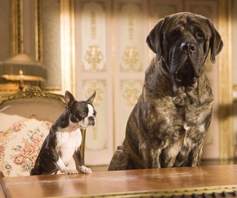 Scène du film Hotel for Dogs