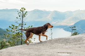 Une scène du film A Dog's Way Home