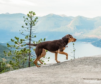 Une scène du film A Dog's Way Home