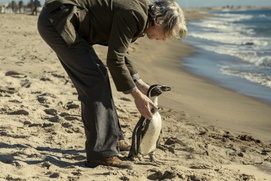 Images du film The Penguin Lessons