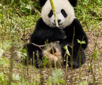 Image du film Moon le panda