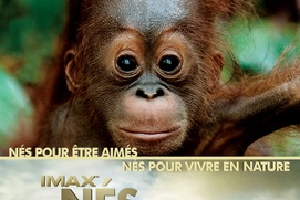 Affiche du film Nés pour être libres