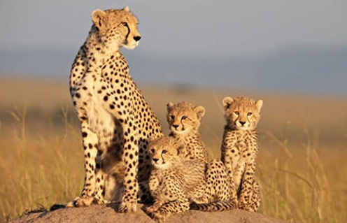 Image du film African Cats