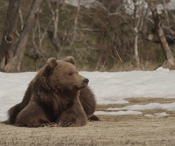 Une scène du film Terre des ours