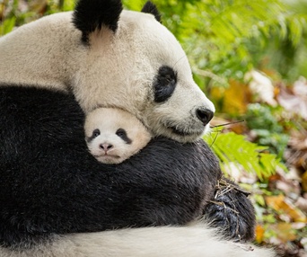 Une scène du film Born in China