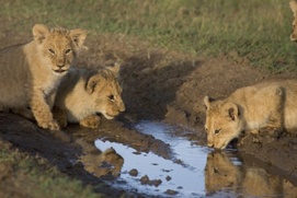 Une scène du film African Cats: Kingdom of Courage