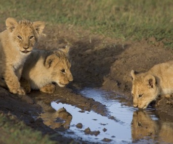 Une scène du film African Cats: Kingdom of Courage