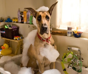 Une scène du film Marmaduke