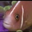Scène du film Under the Sea 3D