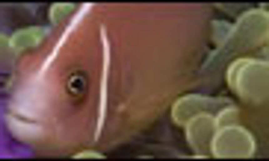 Bande-annonce du documentaire Under the Sea 3D