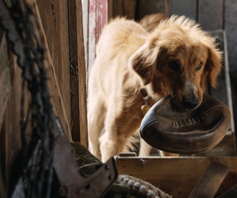 Une scène du film A Dog's Purpose