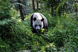 Une scène du film Pandas 3D