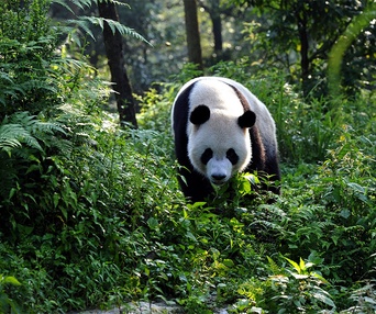 Une scène du film Pandas 3D