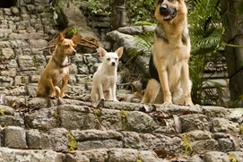 Scène du film Beverly Hills Chihuahua